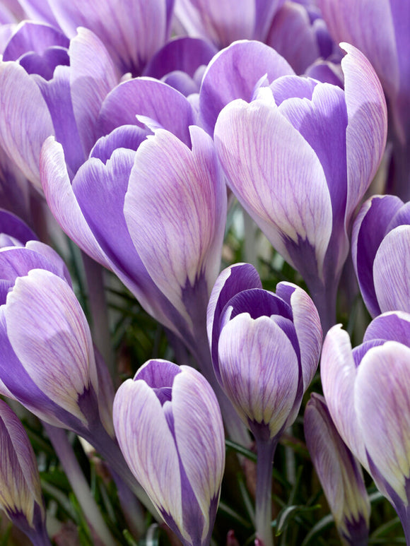 Crocus Bulbs tommasinianus 'Striped Bird'