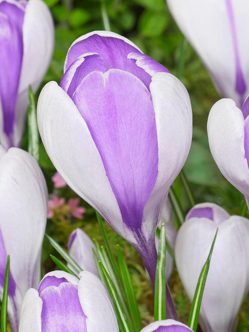 Close-up of Crocus Whale Shark petals with silver streaks