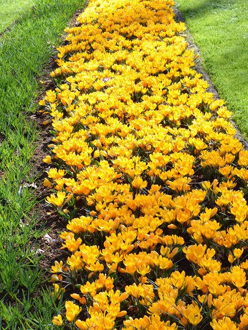 Yellow crocus flower bulbs fall planting
