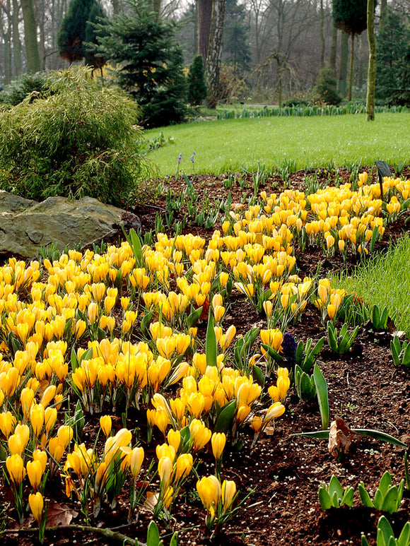 Yellow Crocus spring flowers