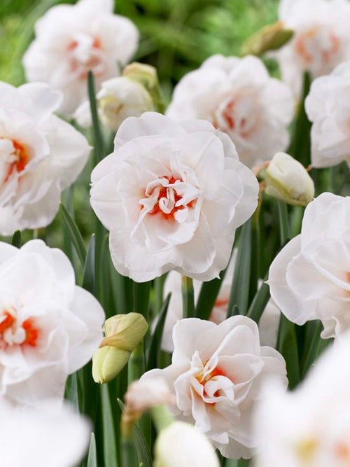 Daffodil Acropolis - Double White Narcissus with a red centre