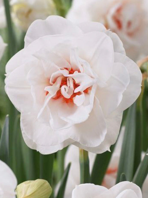 Narcissus Acropolis - Double White Daffodil for Autumn Planting - Shipping to the UK