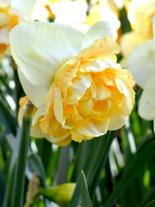 Daffodil Art Design - Another Garden Beauty by DutchGrown