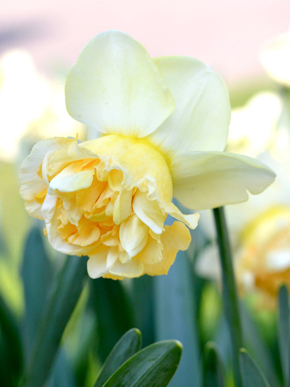 Daffodil Art Design - Autumn Planted Narcissus bulbs