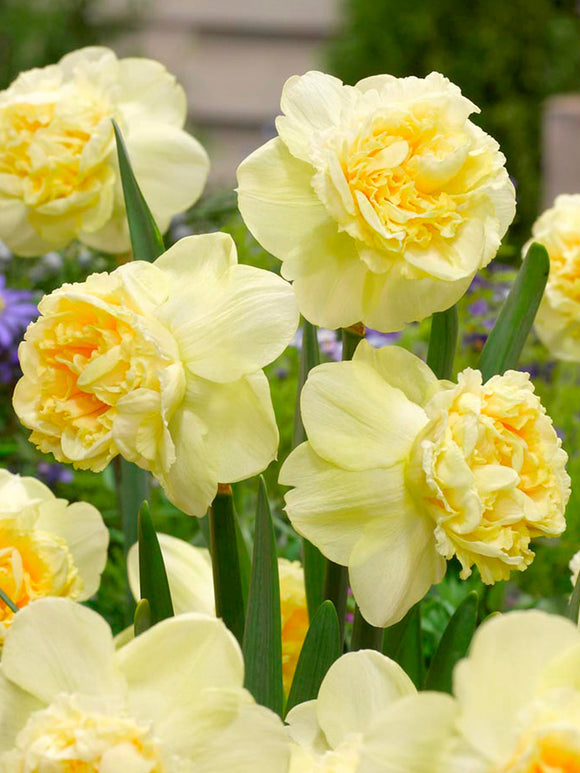 Daffodil Art Design - Double Narcissus