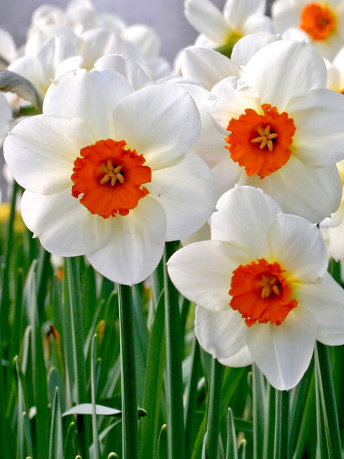 Daffodil Barret Browning white and orange spring flowers