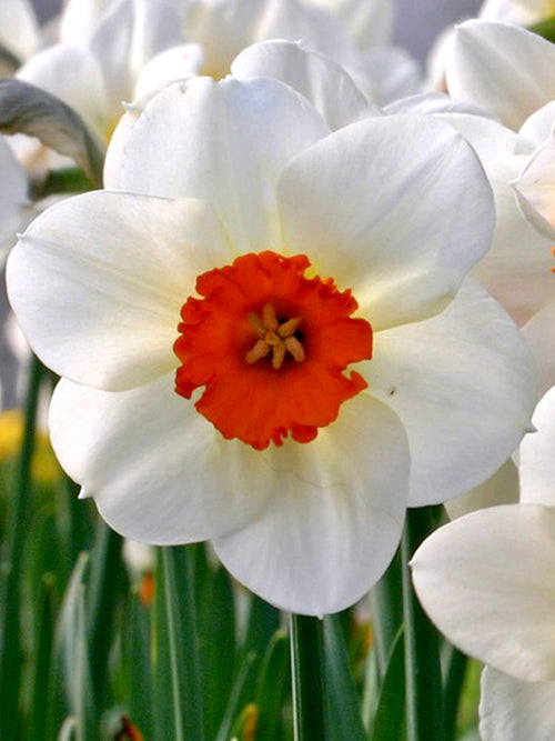 Daffodil (Narcissus) Barret Browning