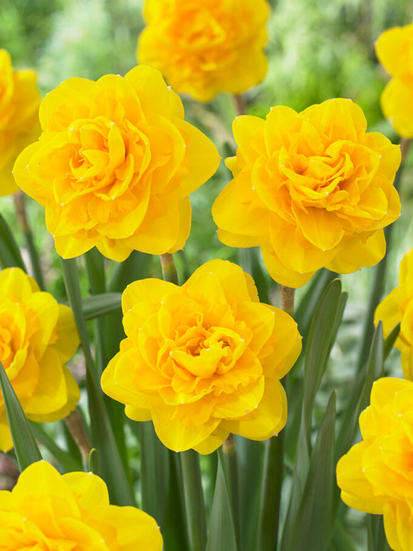 Buy Daffodil Biffo
