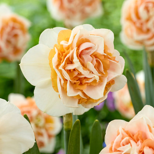 Daffodil 'Break Out' Bulbs