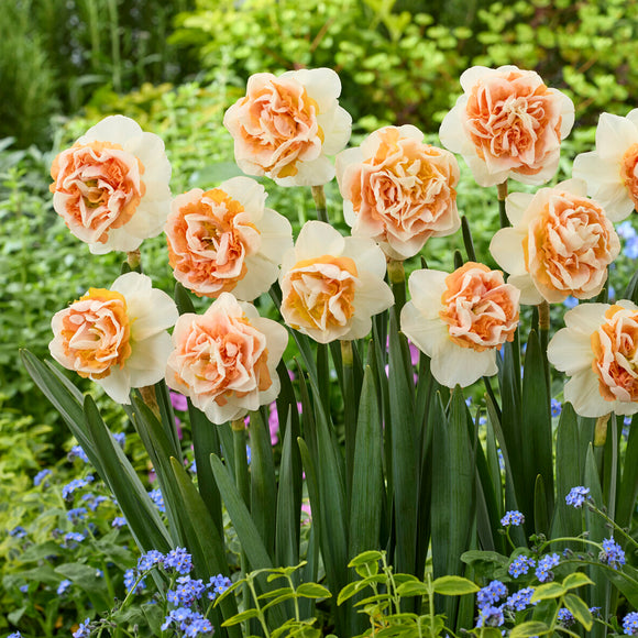 Buy Daffodil 'Break Out' Bulbs for Delivery in Autumn
