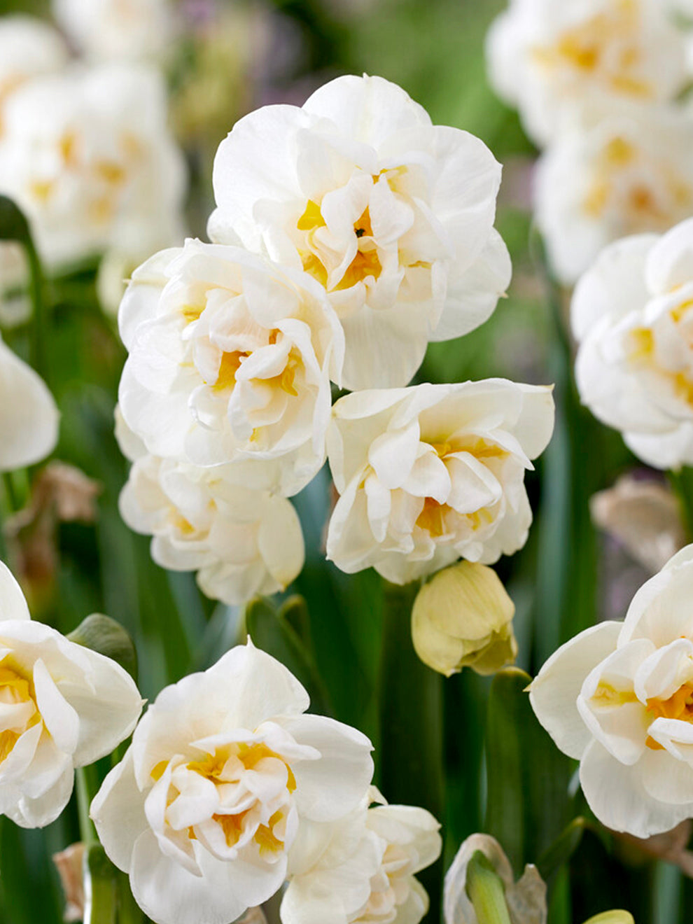 Daffodil Bridal Crown 127