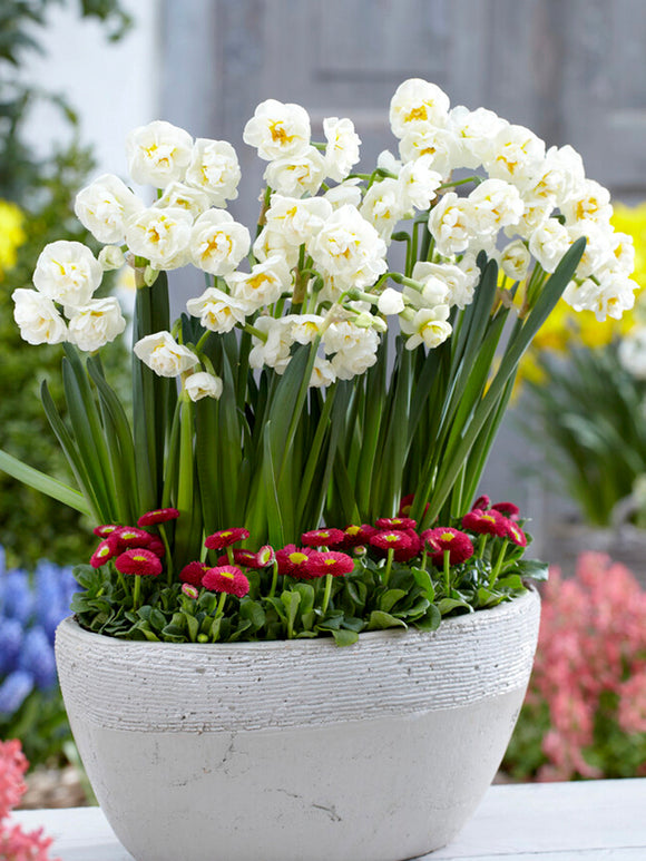 Narcissus Bridal Crown