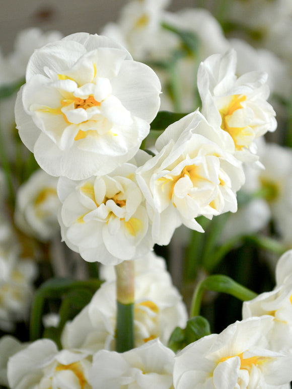 Daffodil Bridal Crown