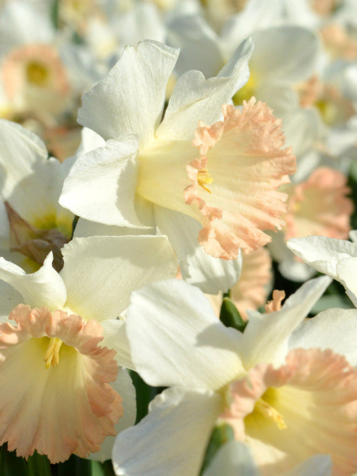 Daffodil British Gamble - Huge Blooms