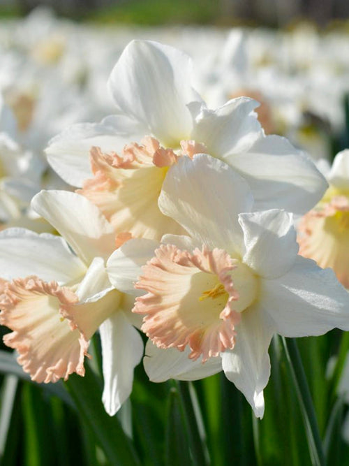 Daffodil British Gamble - Huge Blooms