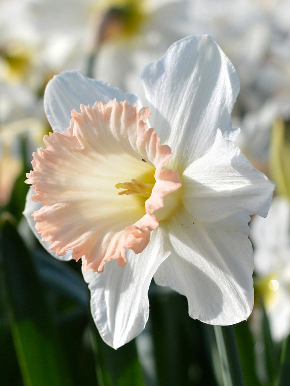 Daffodil British Gamble UK