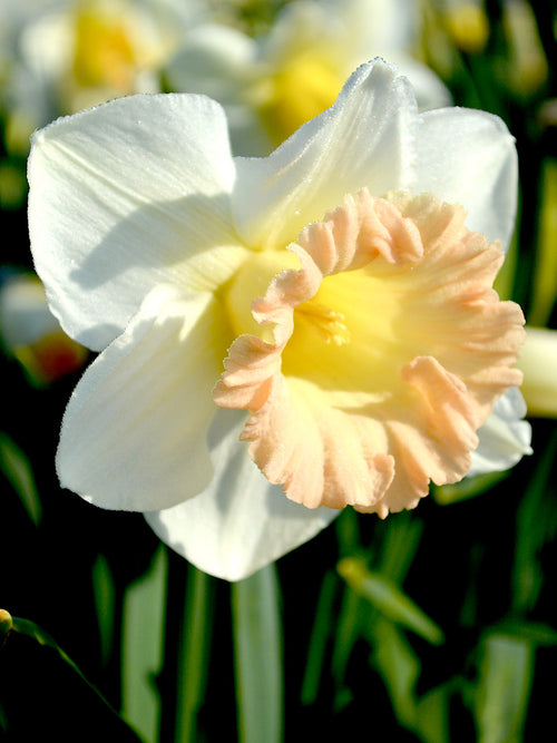 Daffodil Narcissus British Gamble Pink and white