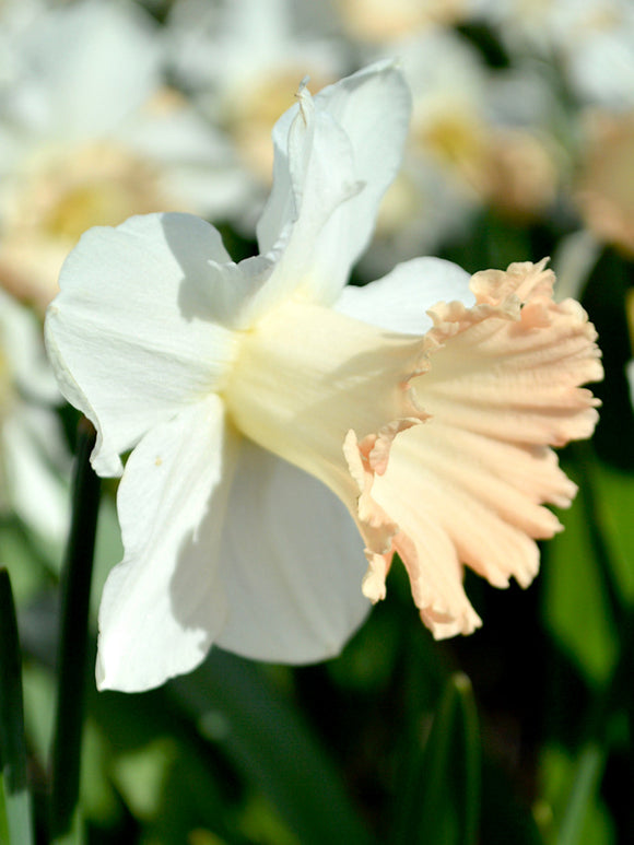 Daffodil British Gamble white and pink narcissus UK