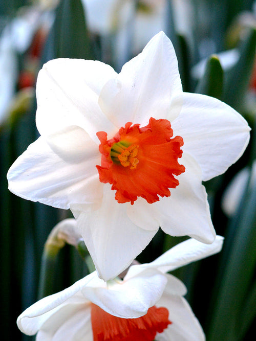 Daffodil Decoy Bulbs