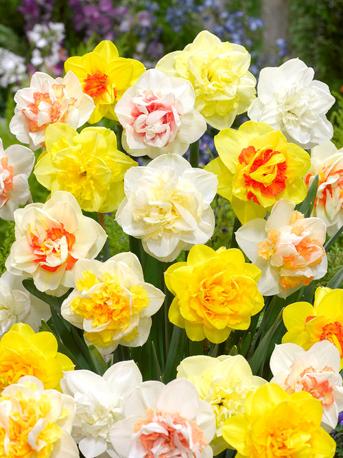 Double Daffodils - Narcissus Flower Bulbs from Holland