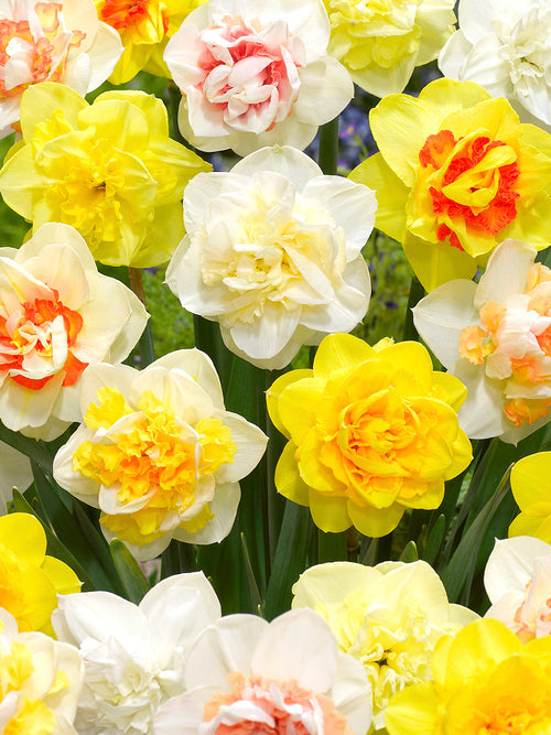 Double Daffodils - Flower Bulbs from Holland