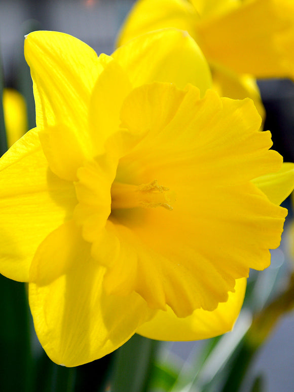 Yellow Daffodil Dutch Master shipping to the UK