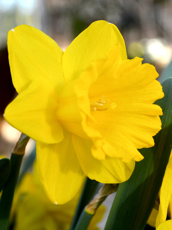 Yellow Daffodil Dutch Master shipping to the UK
