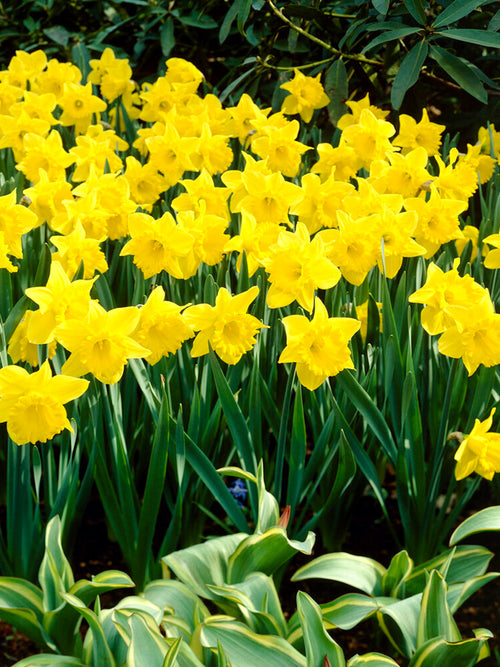 Daffodil Dutch Master (improved version of King Alfred)