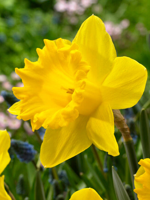 Daffodil Dutch Master