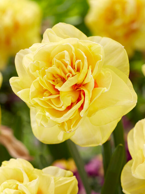 Buy Daffodil English Style Bulbs
