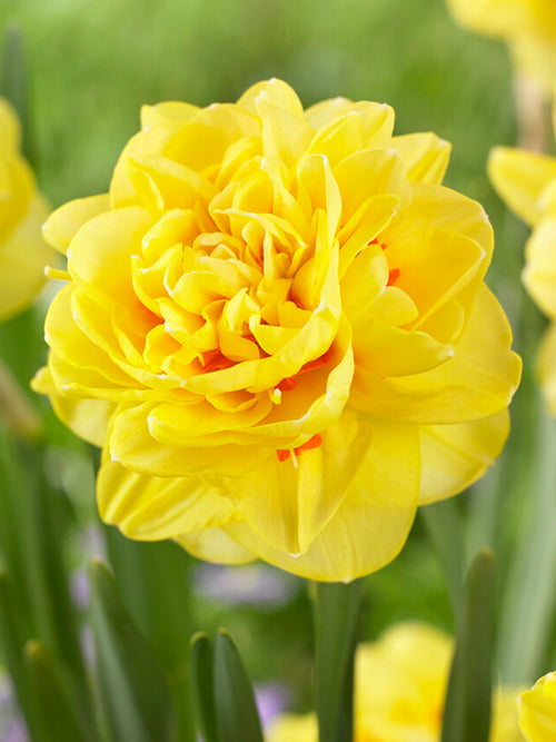 Daffodil English Style bulbs