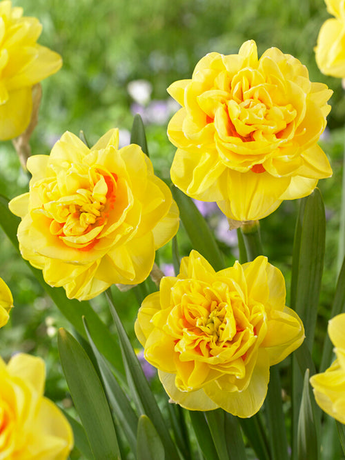 Daffodil English Style, double flowering yellow daffodils