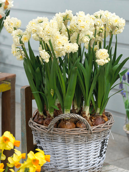 Daffodil Erlicheer