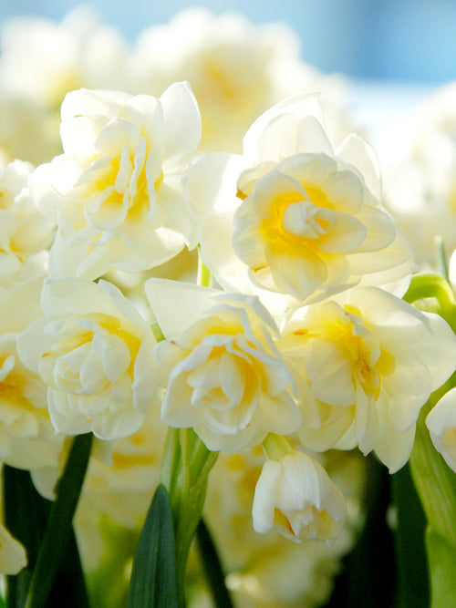Daffodil Bulbs Erlicheer
