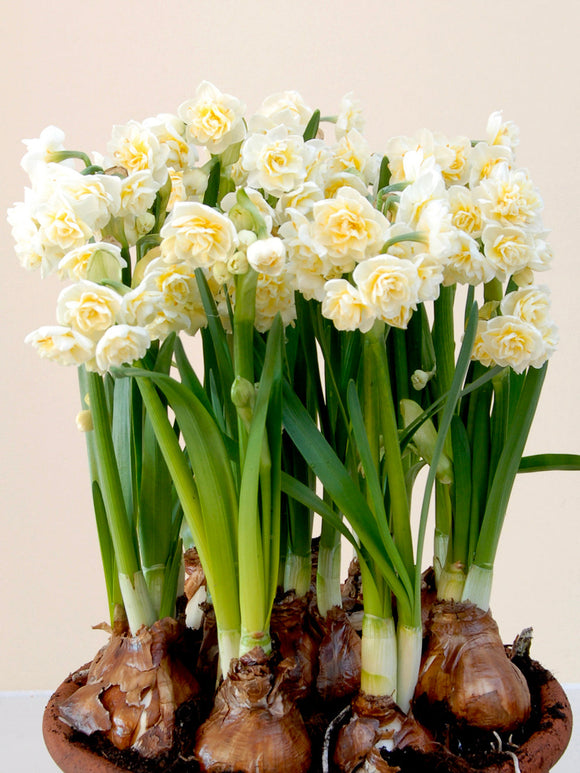 Daffodil Erlicheer Bulbs