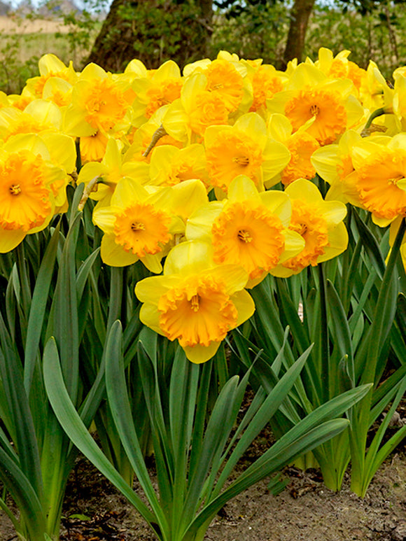 Narcissus Ferris Wheel, Golden yellow and orange cup daffodil bulbs