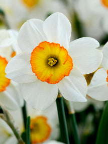 Daffodil Flower Record