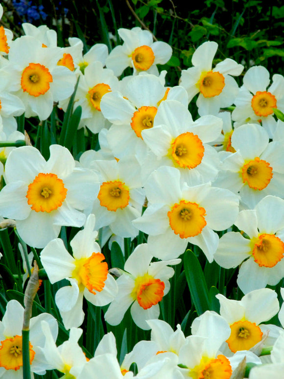Daffodil Flower Record spring flower