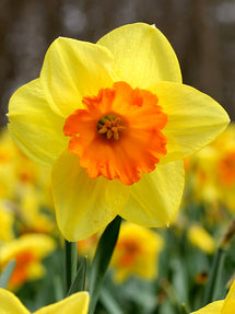 Daffodil Fortissimo