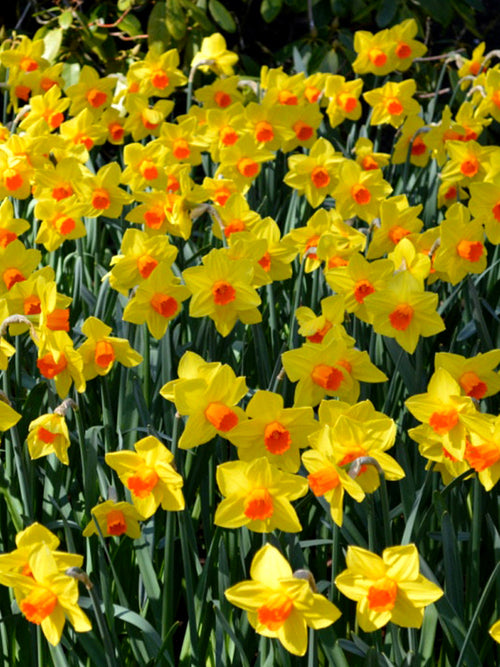 Daffodils Fortissimo yellow/orange spring flower