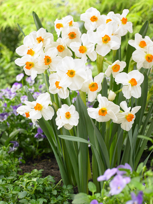 Daffodil Bulbs Geranium