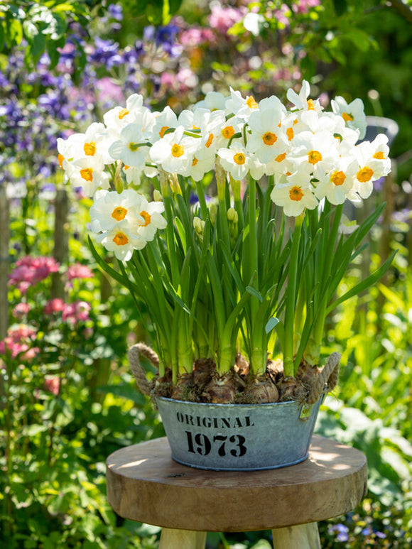 Daffodil Geranium