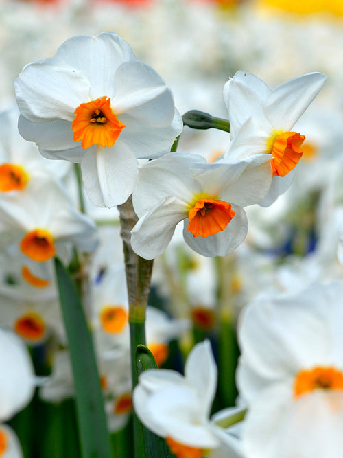 Daffodils Geranium