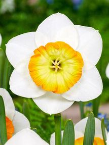 Daffodil Happy Smiles