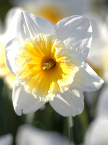 Daffodil Ice Follies