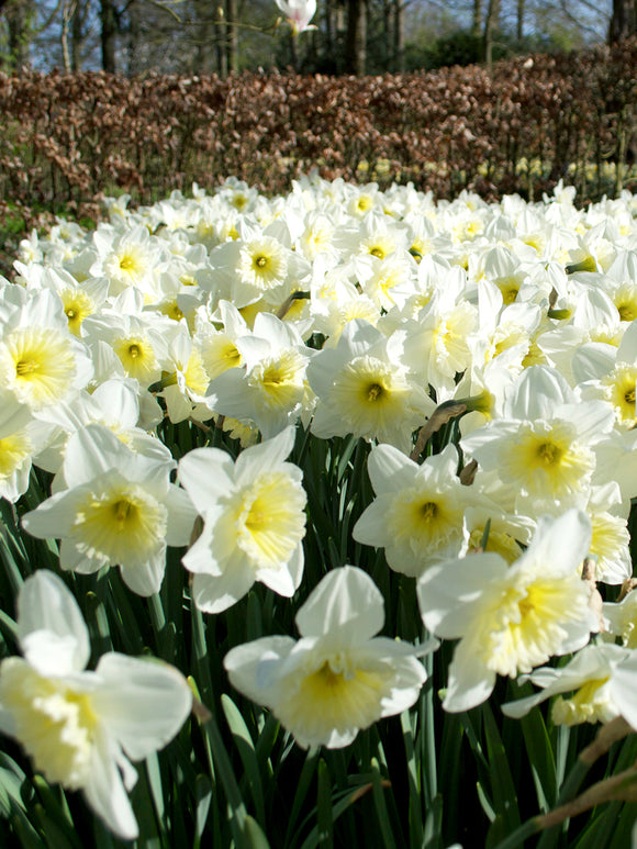 Daffodil Bulbs Ice Follies shipping to the UK