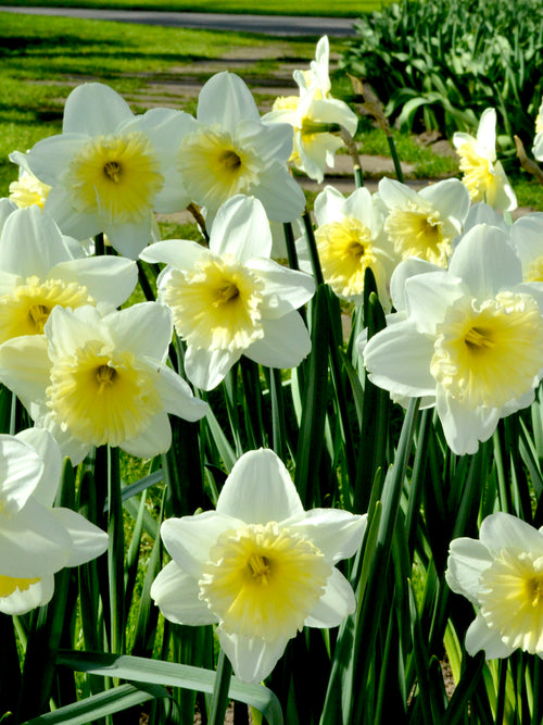 Daffodils Ice Follies