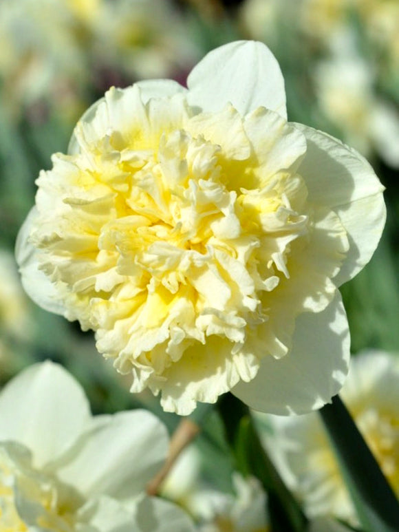  Daffodil Ice King Bulbs