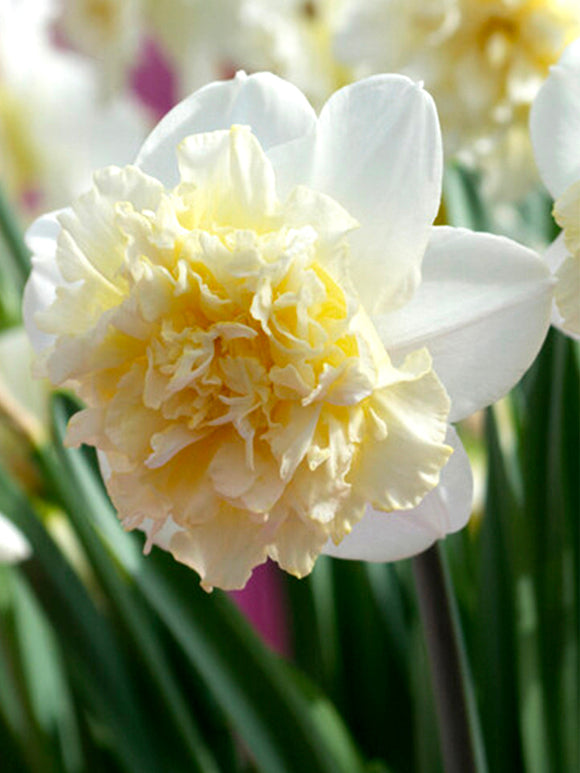 Ice King Daffodils spring flowers