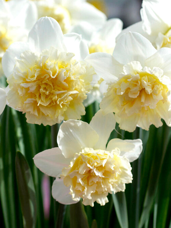 Daffodil Bulbs Ice King